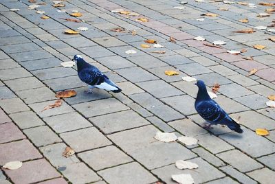 Close-up of bird perching on ground