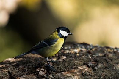 Close-up of bird perching