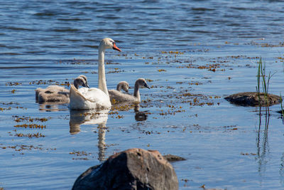 Swans swimming in lake