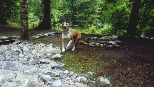 Cat on street amidst trees in forest