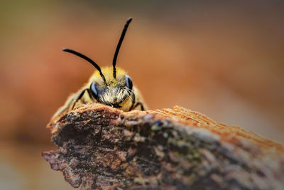 Close-up of insect on rock