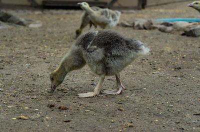 Full length of a bird