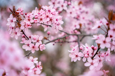 Close-up of pink cherry blossom