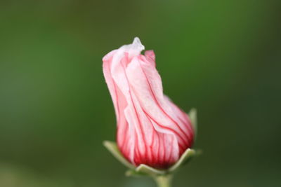 Close-up of pink rose