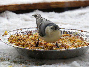 Close-up of fish eating food