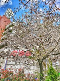 Low angle view of cherry blossom tree against building