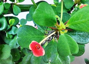 Close-up of insect on fruit