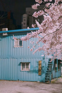 Pink cherry blossom by tree outside building