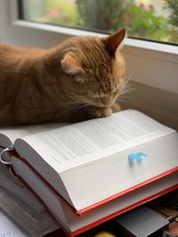 Close-up of a cat with open book