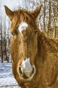 Portrait of horse in snow