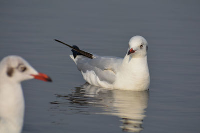 Close-up of seagulls in lake