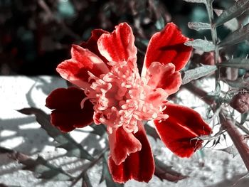 Close-up of red flowers