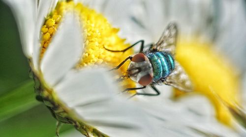 Close-up of insect on yellow flower