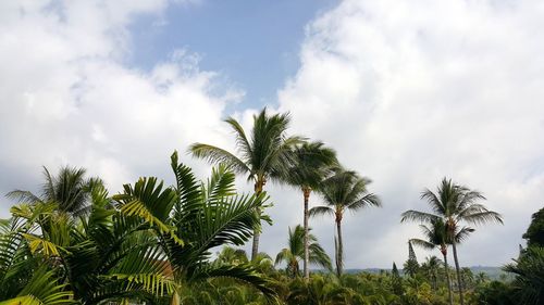 Low angle view of trees against sky