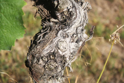 Close-up of tree trunk on field