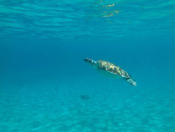 Seaturtle swimming in sea