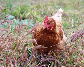 Close-up of a bird on field