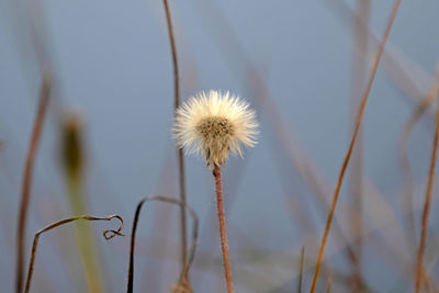 Close-up of wilted plant on field