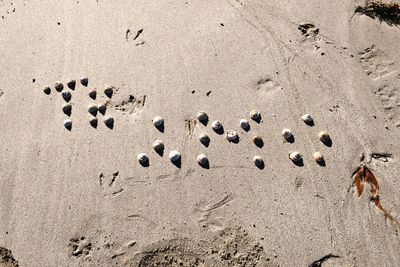 High angle view of shells on sand at beach