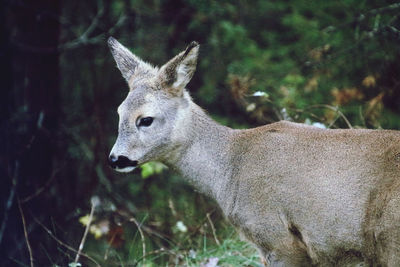 Close-up of deer in the forest