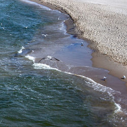 High angle view of crab on beach