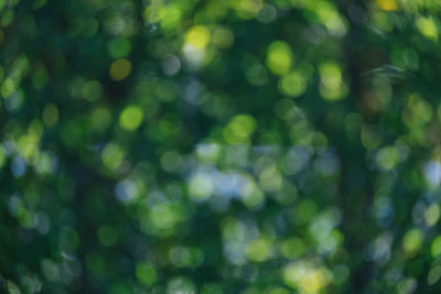 Defocused image of a tree