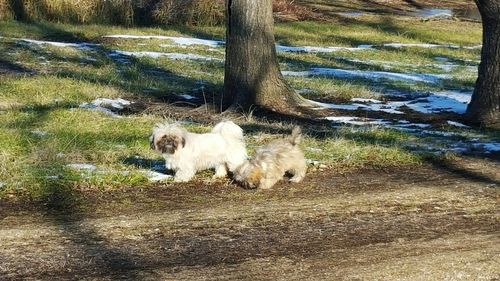 Sheep grazing on field