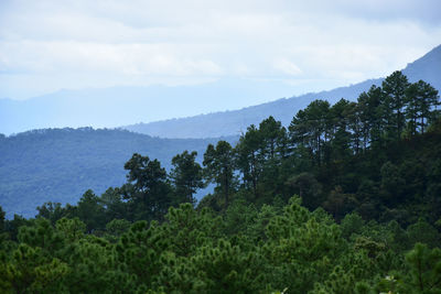 Scenic view of forest against sky