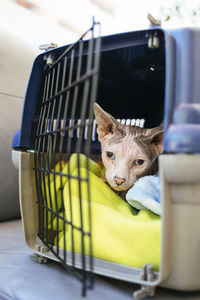 Portrait of dog in cage