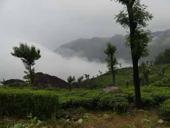 Low clouds below tea plantation, munnar