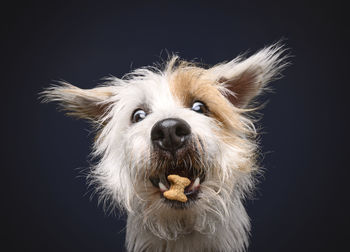 Portrait of dog against black background
