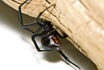 Close-up of butterfly