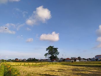 Scenic view of agricultural field against sky