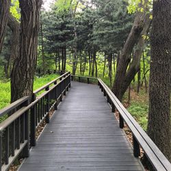 Narrow footbridge along trees