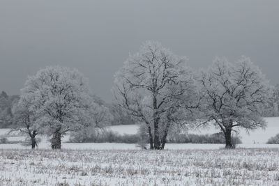 Trees on snow field against sky