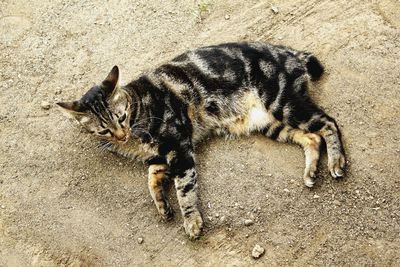 High angle view of cat