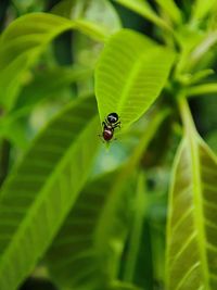 Close-up of ant on leaf