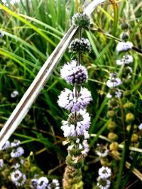 Close-up of bee on purple flower