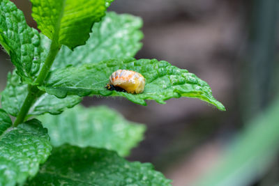 Close-up of insect on leaf