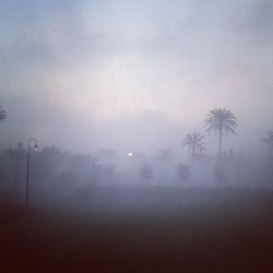 Trees in foggy weather