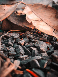 High angle view of dry leaves on field