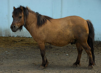 Horse standing in a field