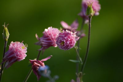 Close-up of pink flowering plant