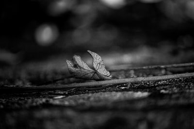 Close-up of dried leaf on wood