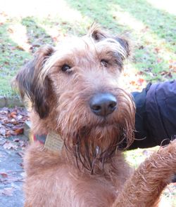 Close-up of dog with hand