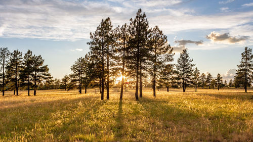 Trees on field against sky