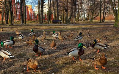 View of birds on field