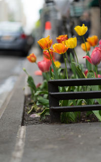 Close-up of flowers growing on road