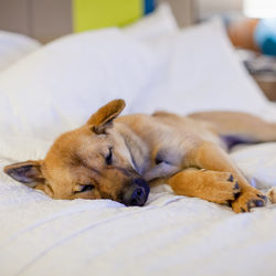 Dog sleeping on bed