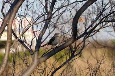 Bird perching on bare tree against sky